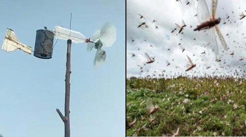 পঙ্গপালের হানা রুখতে বাড়ির অব্যবহৃত জিনিস দিয়েই কামাল করলেন চাষি