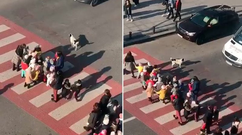 Stray dog turns up to help pre-school children cross road safely every day
