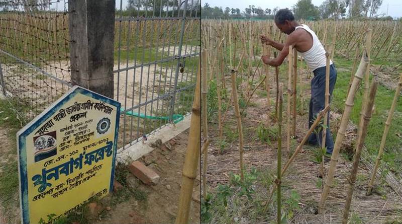 আমফানে প্রভাবে তছনছ গ্রেটা থুনবার্গ ফরেস্ট, রাজ্যের পাইলট প্রোজেক্টকে বাঁচতে জোর প্রচেষ্টা