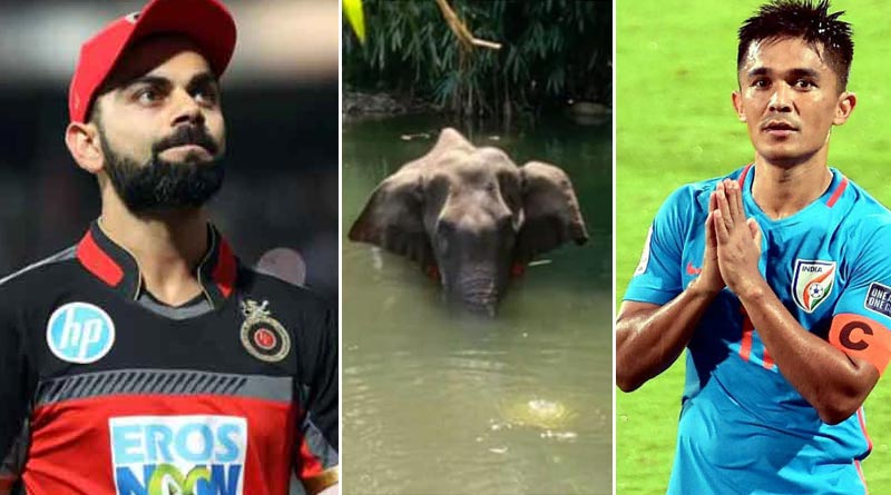 ‘আশা করি ওই রাক্ষসগুলোর শাস্তি হবে’, কেরলে হাতির মৃত্যুতে সরব বিরাট-সুনীল