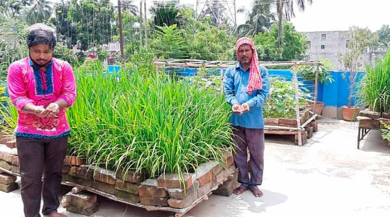 Katwa's Chanchal Chowdhury cultivates paddy in his roof