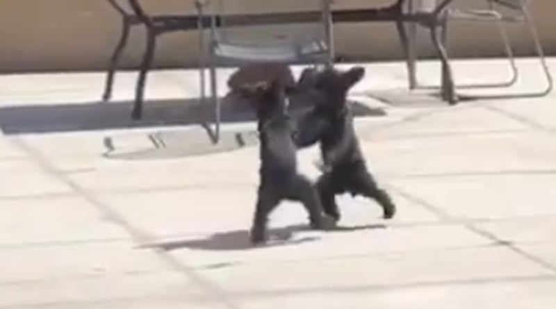 Video Of Two Little Bear Cubs Wrestling Each Other Amuses Millions