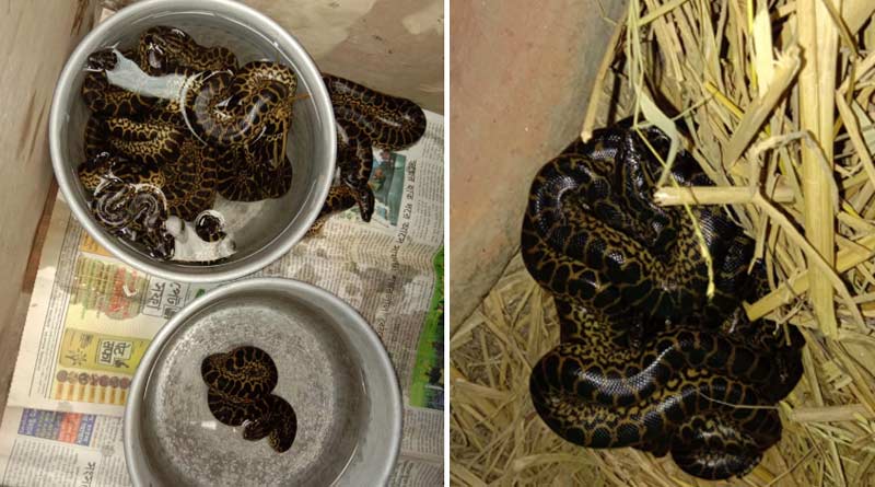 Alipur zoo gets 11 newborn anaconda offspring on international snake day