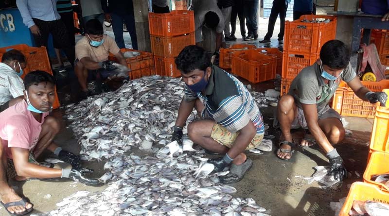 Fish market of Digha opens at day 1 of Unlock 2, fishermen are in search of Hilsa