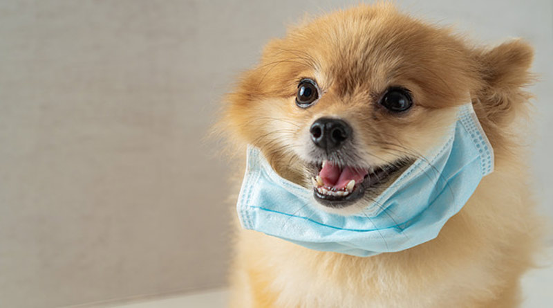 Pet dog may get coronavirus infection, warn experts