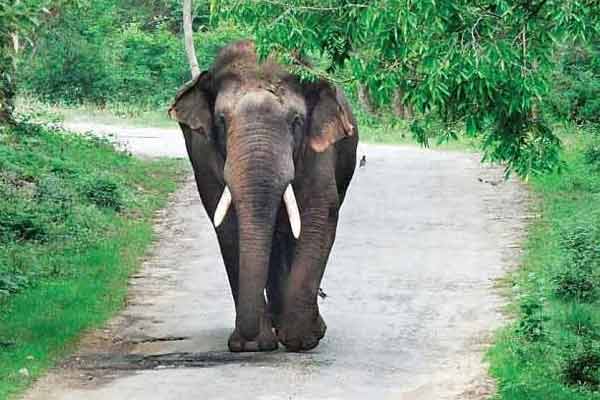 Elephant 