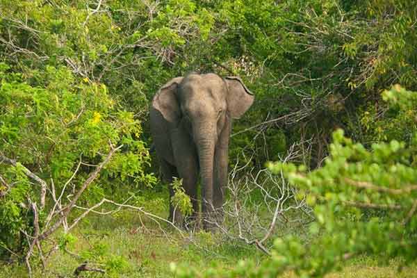 Elephant