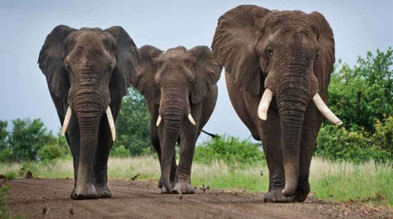 Three elephants roam around into Siliguri town by breaking baricades