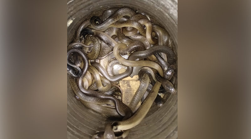 Atleast 20 poisonous snakes found into bed room at a house in Ghatal