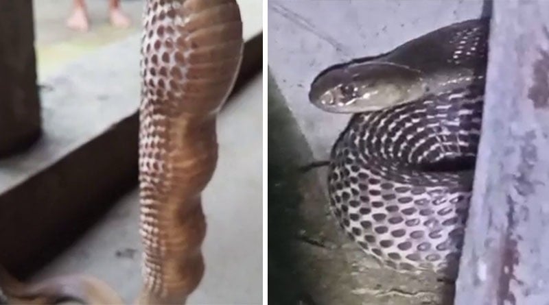 Man finds huge snake eating eggs in his house at Jalpaiguri