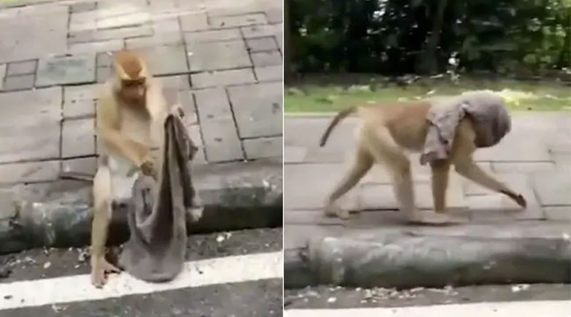 A Monkey Wearing A Face Mask in Corona pandemic, viral Video