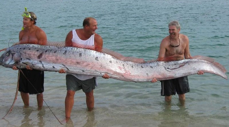 Large Oar fish known as 'Earthquake fish' seen at Mexico bay