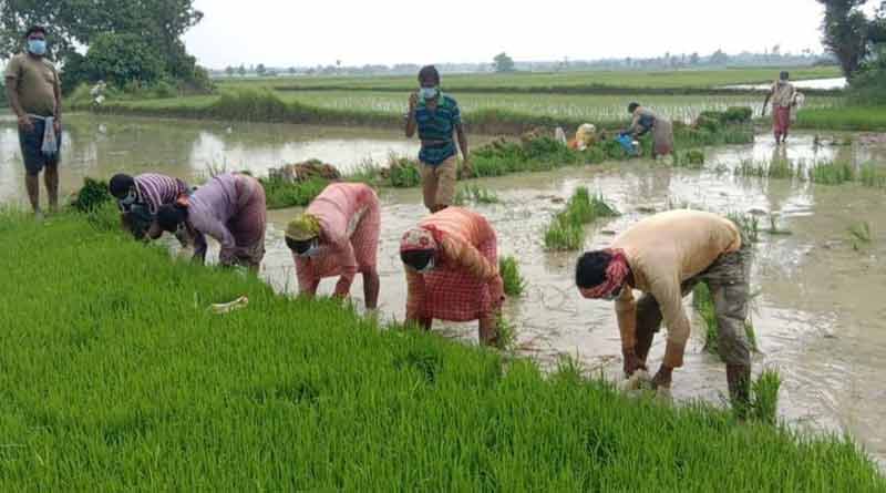 Migrant labourers helps in paddy cultivation in East Burdwan