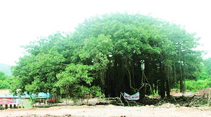 ৪০০ বছরের প্রাচীন বটকে বাঁচাতে বিক্ষোভ, বাধ্য হয়ে রাস্তার নকশা বদল মহারাষ্ট্র সরকারের