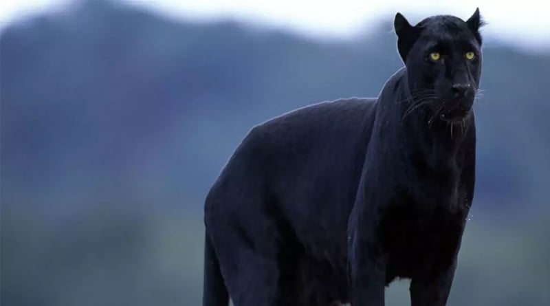 People in Mirik in Darjeeling have reported sightings of two such black cats in areas surrounding