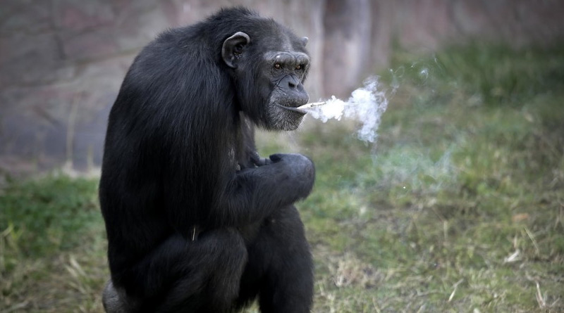 Chimpanzee seen smoking a cigarette, angering animal activists