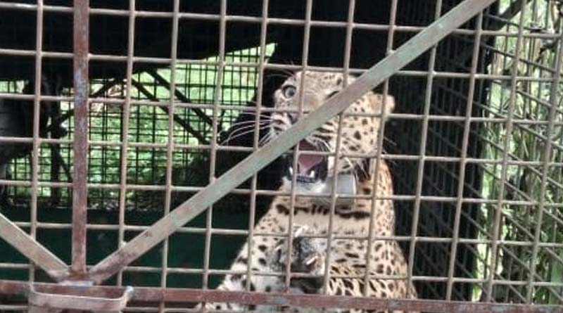 A leopard trapped in jalpaiguri's banarhatt on tuesday