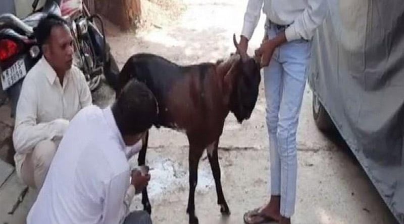 Rajasthan: for hormonal imbalance this Male Goat from Dholpur has Udders And produces milk everyday