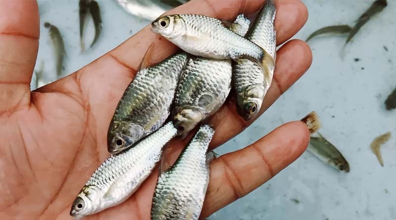 Local fish from Hill area can prevent Corona in North east India,doctors said
