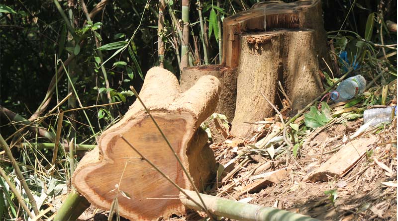 Some goons allegedly cutting 27 trees from kashipur forest