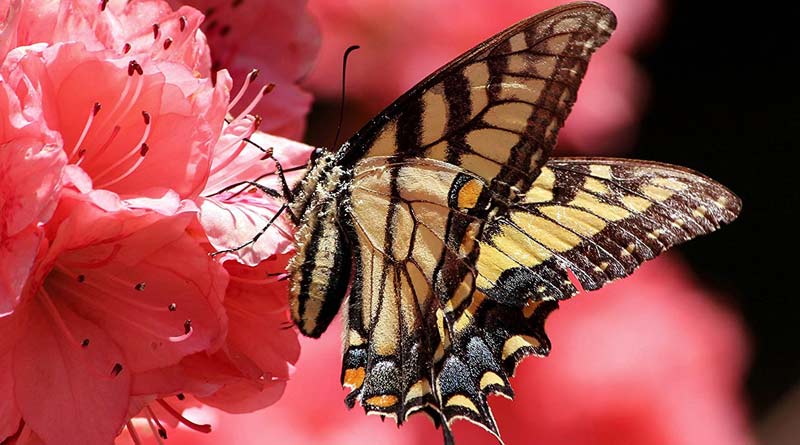 India to host a national Butterfly event on September for the 1st time