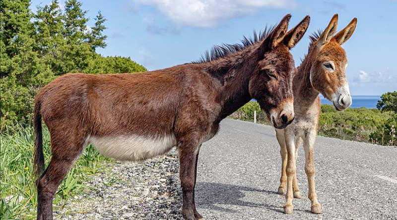 Andhra police crack down on donkey slaughter in 3 districts | Sangbad Pratidin
