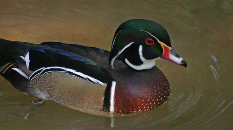 Rare American wood duck spotted in West Bengal's Howrah'S bally