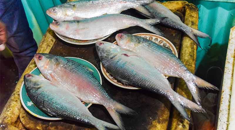 Ober 100 fishermen arrested for catching Hilsa despite ban in Bangladesh | Sangbad Pratidin