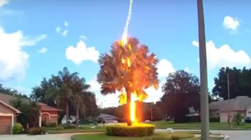 Viral Video Captures Freak Lightning Striking Down Palm Tree on Clear Day