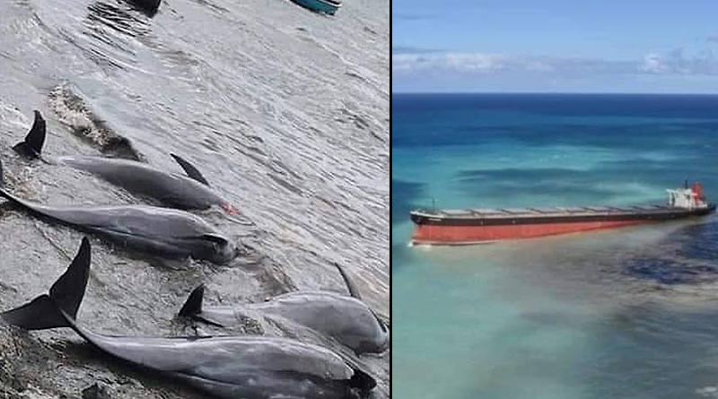 Atleast 17 Dolphins died at the shore of Mauritius as result of oil spill into the sea
