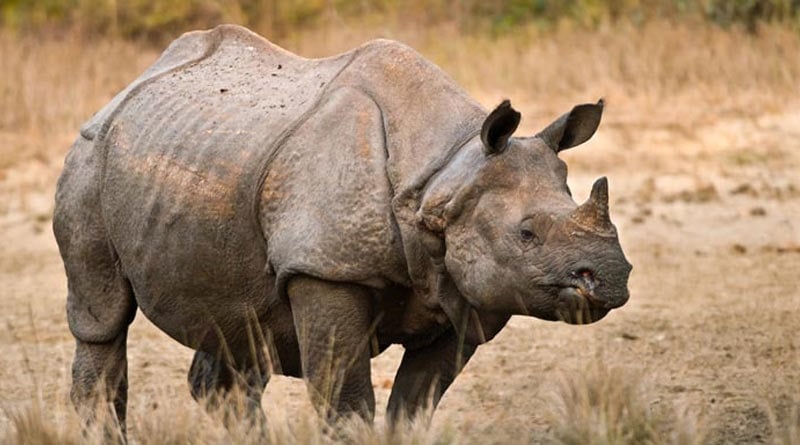 One horn rhino killed by poachers at flood torn Kaziranga National Park