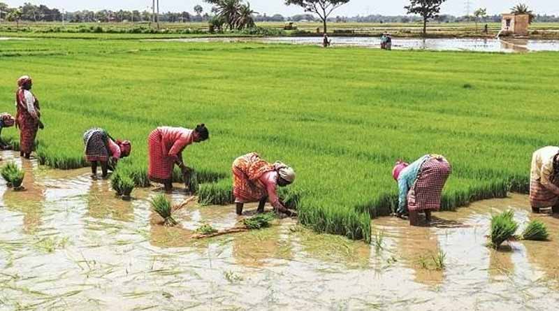 Farmers cultivate paddy in salty land with the help of Haldia Industries and scientists | Sangbad Pratidin