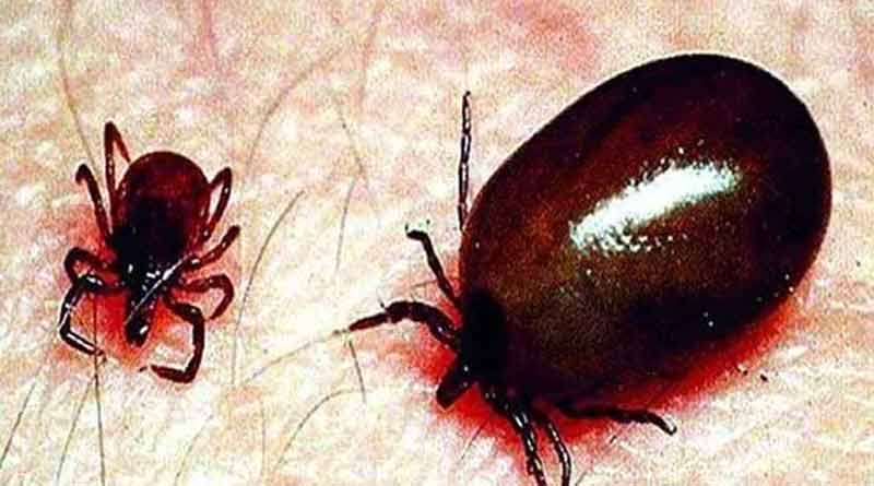 Scrub Typhus scare hits North Dinajpur | Sangbad Pratidin