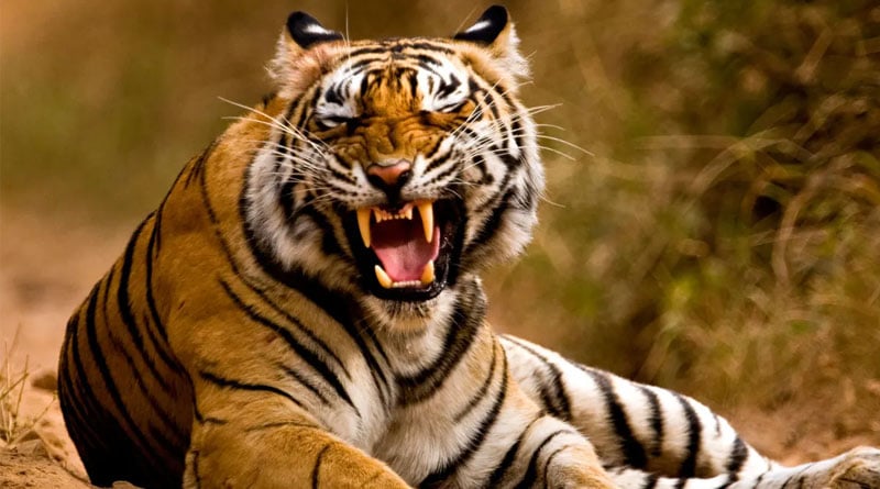 Royal Bengal Tiger enters Sunderbans locality, sparks panic