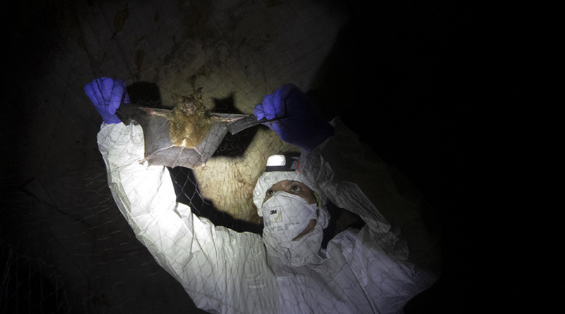 Thailand scientists trek in countryside, catch bats to trace corona origins