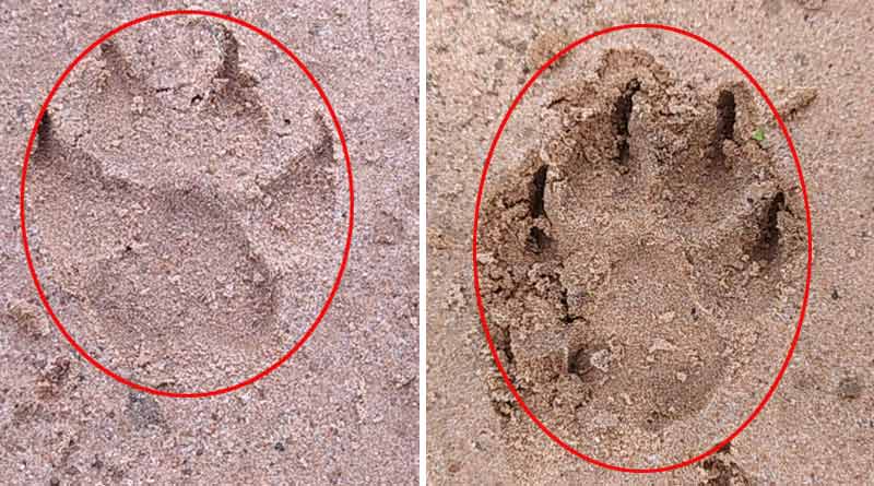 Panic grips at Jhargram city to see footprints of unknown animal