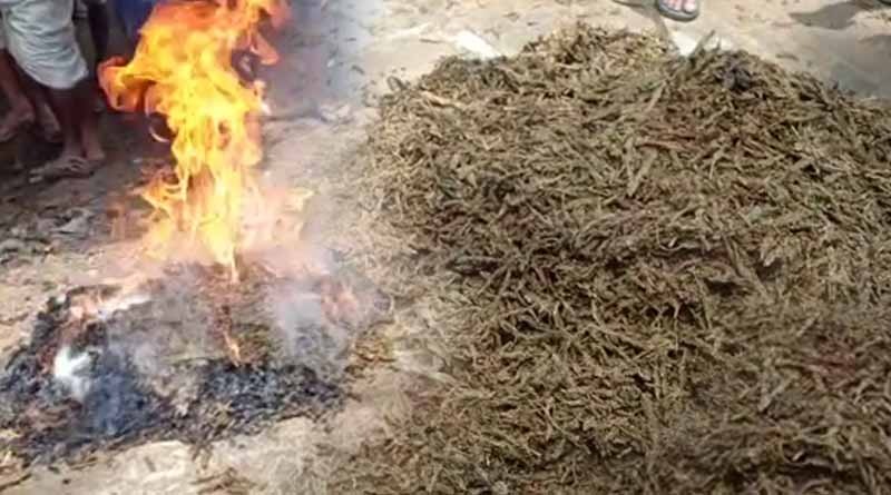 মাদক কারবারিদের থেকে গাঁজা ছিনিয়ে রাস্তার মাঝেই আগুন জনতার, ধুন্ধুমার দেগঙ্গায়