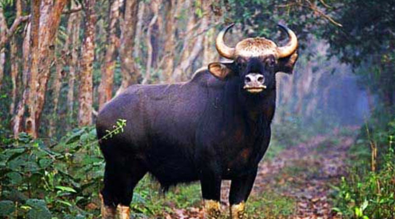 Bison killed in North Bengal's Gorumara forest, one arrested