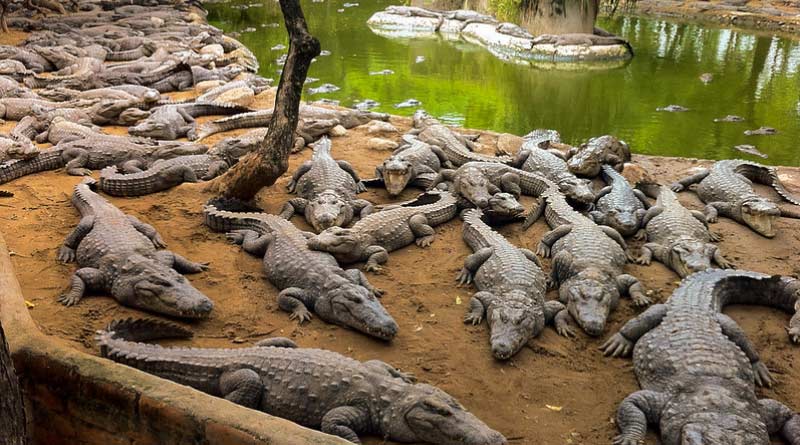 COVID-19: India's Largest Crocodile Park is in absolute danger