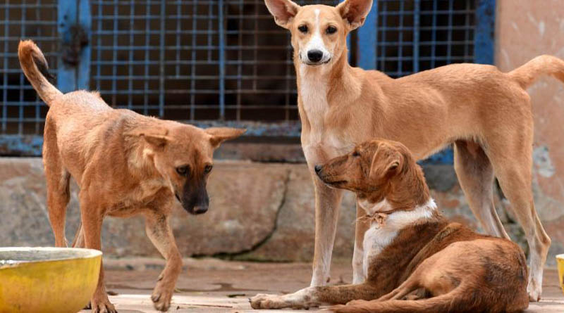 Outrage over clip of dogs eating COVID-19 patient’s body in Telangana's Adilabad
