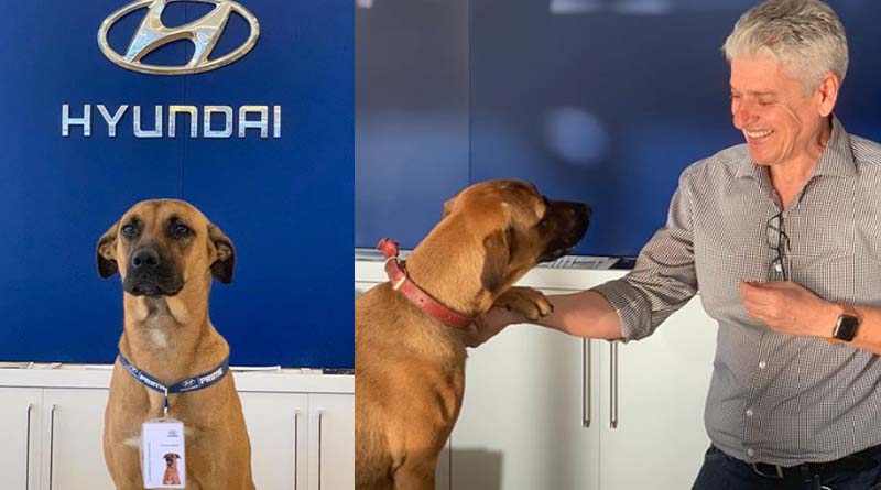 Hyundai Showroom Adopts a Street Dog named Tiscon Prime, Makes Him Car Salesman