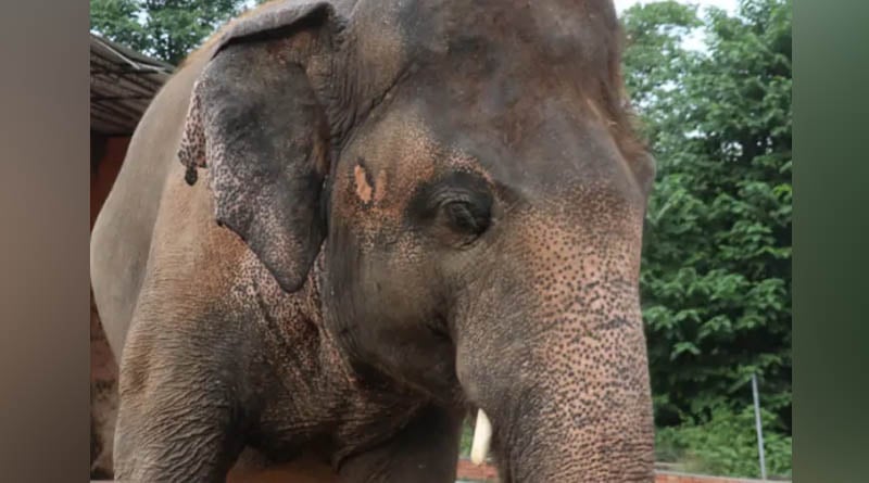 Elephant Living in Chains for 30 Years in a Pakistani Zoo Set to be Free, Finds New Home In Cambodian Sanctuary