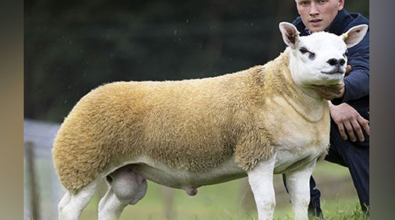 World's most expensive sheep sells for a whopping Rs 3.5 crore - he is named 'Double Diamond'