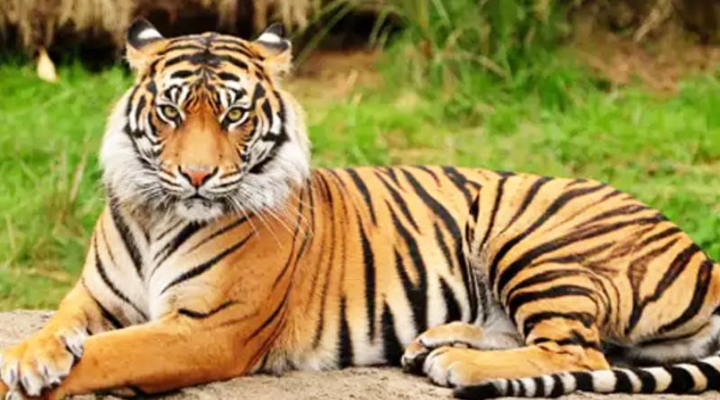 A fisherman killed by a tiger in Sundarban area