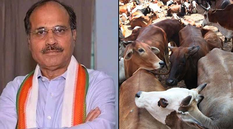 ‘মানি ব্যাগে ভরে গরুপাচার হয়নি, রাজ্যের পুলিশ ও শাসকদলের মদত রয়েছে’, কটাক্ষ অধীরের