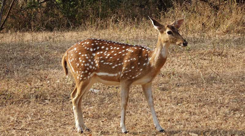 A employee of Harinalaya Deer Park was gored by a deer | Sangbad Pratidin