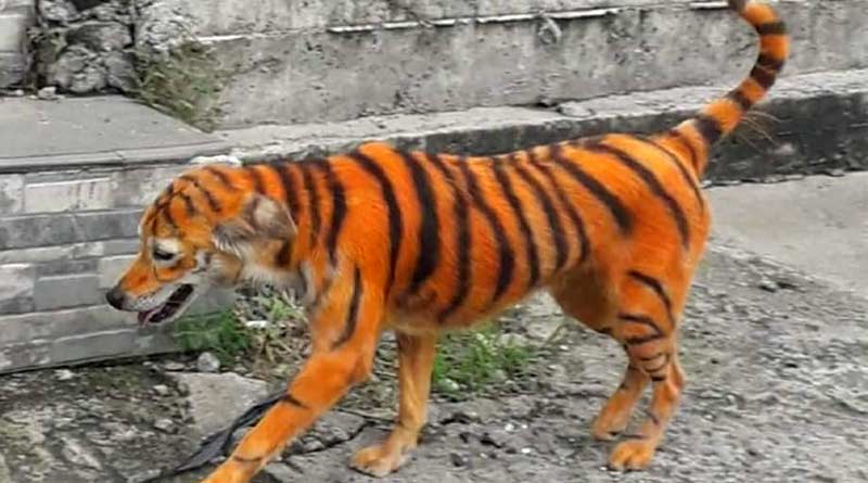 A stray dog found painted as tiger, animal lovers in Malaysia are outraged