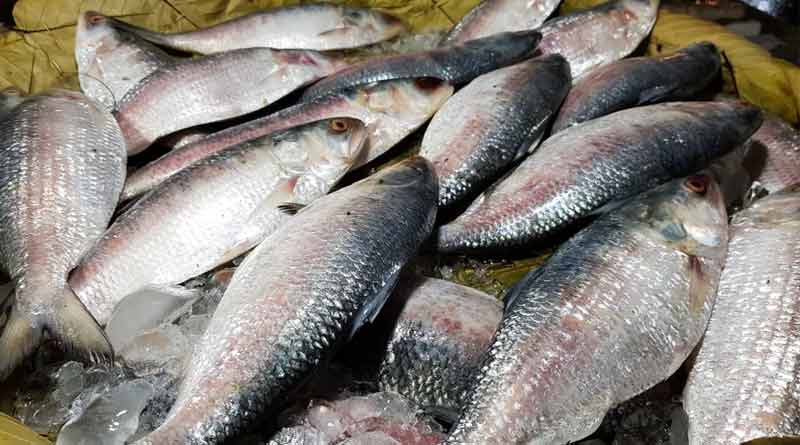 Bangladesh bans Hilsa fishing for 22 days | Sangbad Pratidin