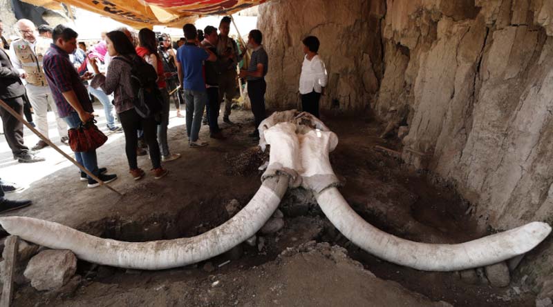 More than 100 skeletons of mammoth recued in Mexico