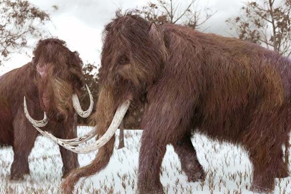 Mammoth